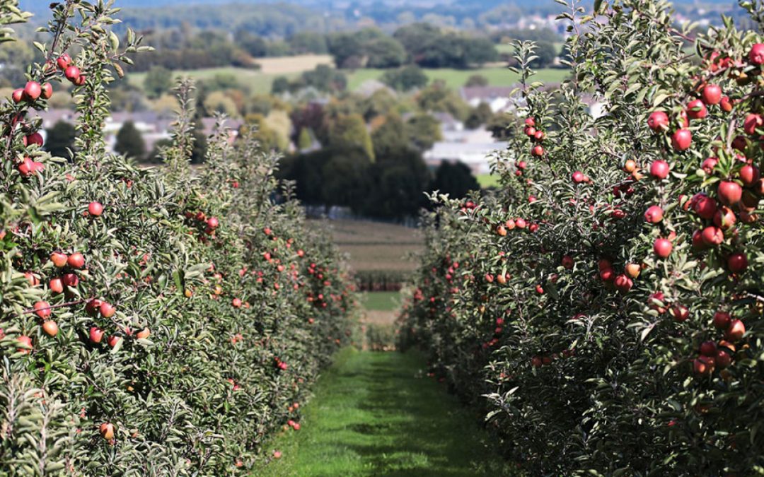 Ce trebuie să știm despre întreținerea pomilor și arbuștilor fructiferi