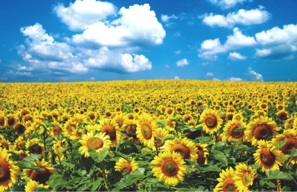 Floarea soarelui: 9 Probleme de evitat, de la semănat și până la recoltat