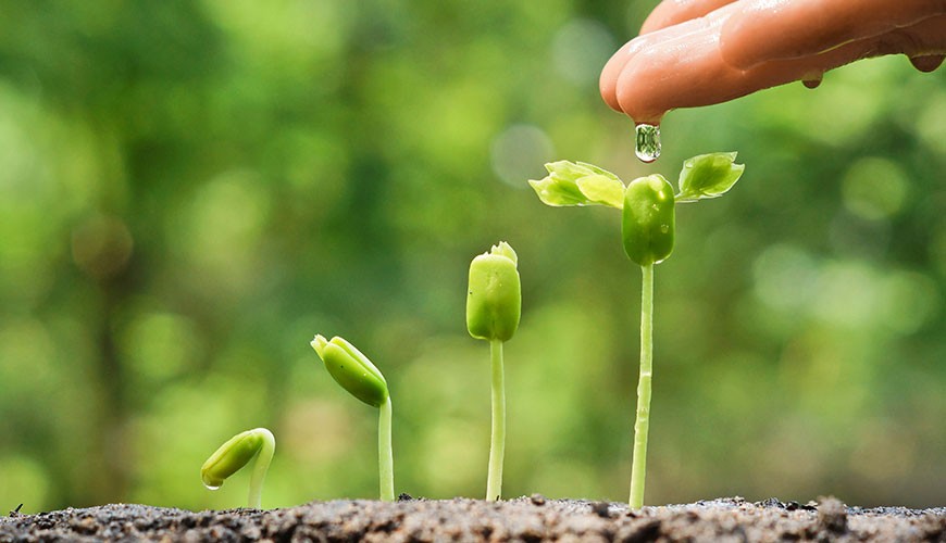 10 condiţii care asigură germinarea seminţelor