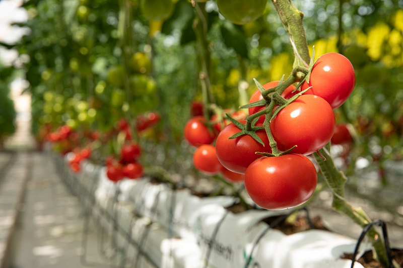 6 greșeli de evitat la cultivarea tomatelor in sere si solarii