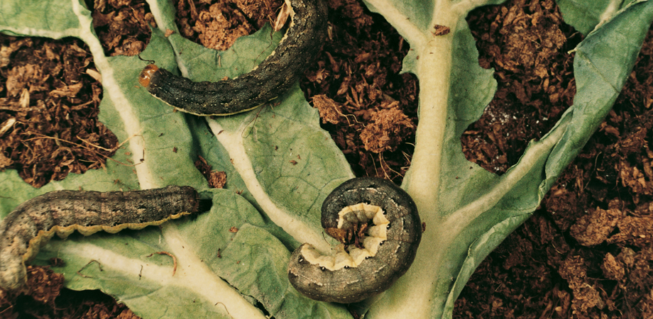 Buha verzei: efectele asupra culturilor de legume crucifere si metode de combatere