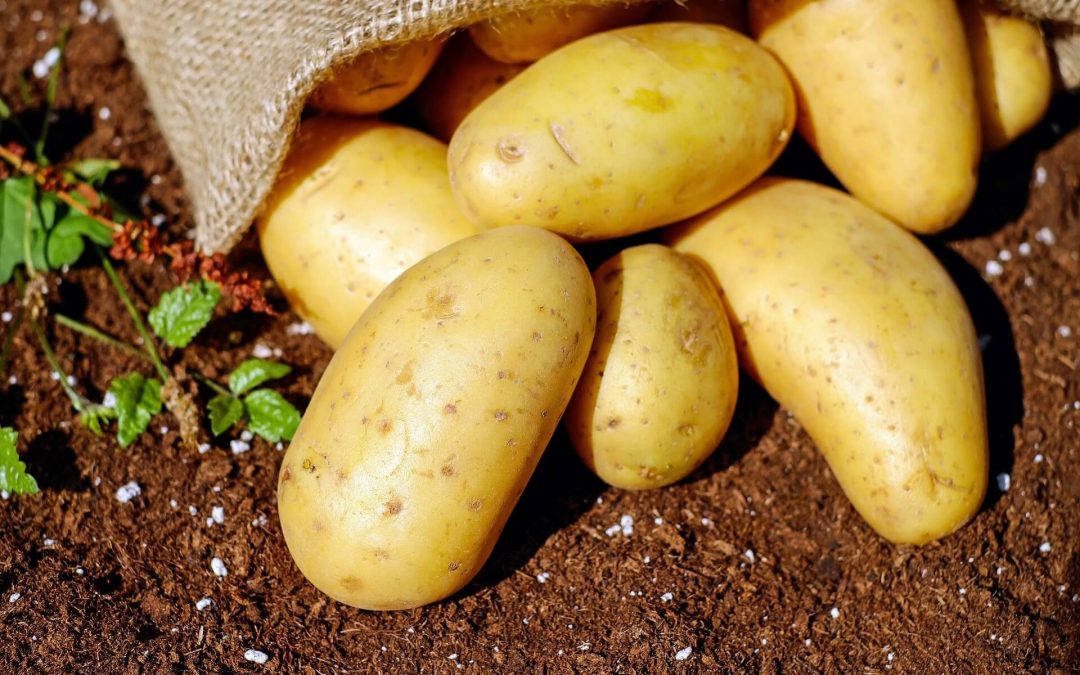 Cinci sfaturi practice pentru o recoltă de cartofi calitativi